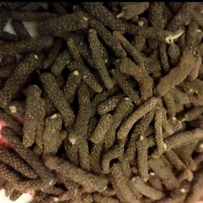 Long Pepper (Pippali)